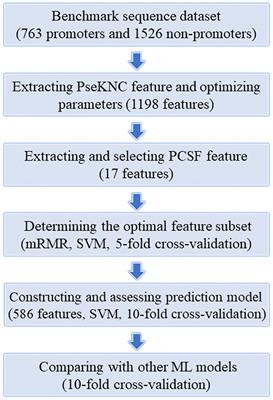 Computational identification of promoters in Klebsiella aerogenes by using support vector machine